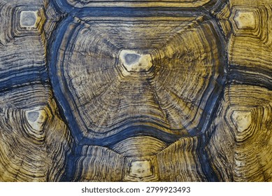 Macro texture pattern of a Sulcata tortoise shell or carapace as an abstract natural background.