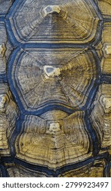 Macro texture pattern of a Sulcata tortoise shell or carapace as an abstract natural background.