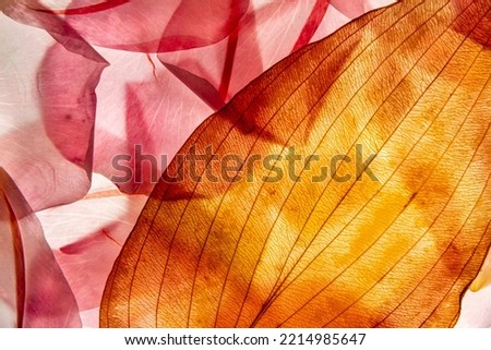 macro texture of roses petals and leaf