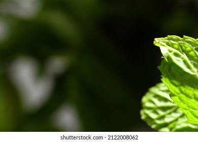 Macro texture of spearmint or peppermint leaf