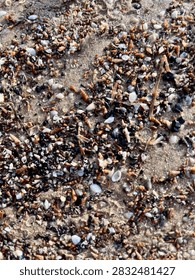 Macro texture of tiny sea snails and shells mixed with dark sand on the beach