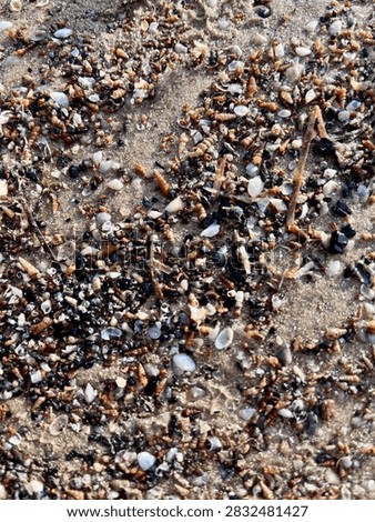 Macro texture of tiny sea snails and shells mixed with dark sand on the beach