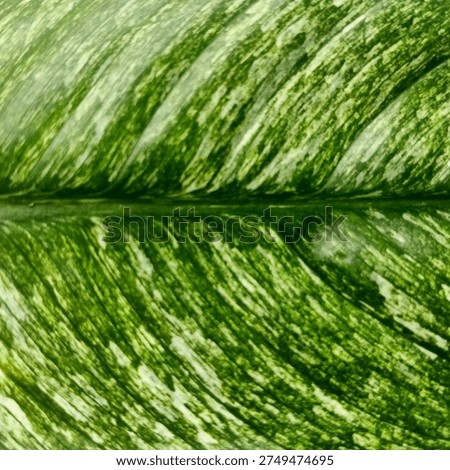 Macro Texture of Variegated Leaf Patterns