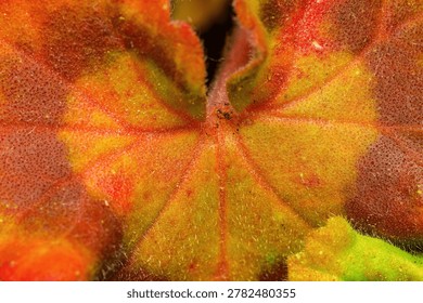 Macro Texture of Vibrant Geranium Leaf showing Autumn Colors, Natural Veins and Fine Hairs Texture