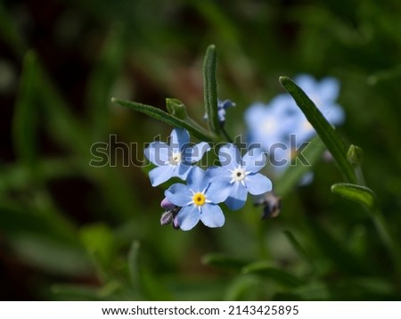 macro of three forget-me-not bleed against dark green background