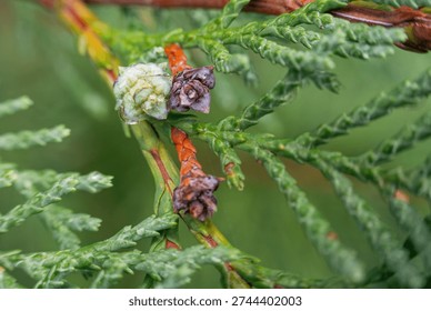 Macro of thuja arborvitae twig with tiny cones and soft bokeh