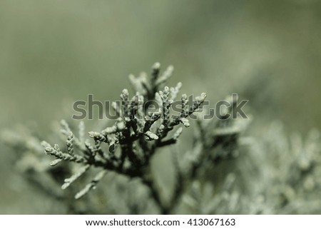 Similar – Thuja Natur Winter Pflanze