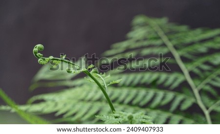 Macro of tightly furled new-growth shoots of a Bracken fern. Soft shoots of fern leaves