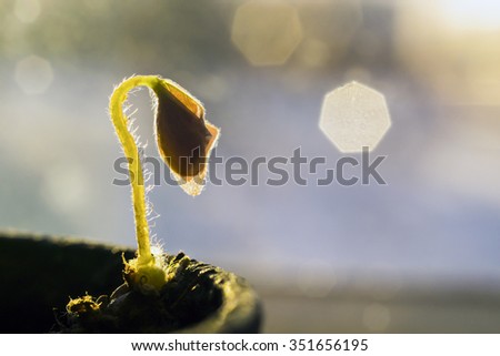 Macro of tiny flower sprout