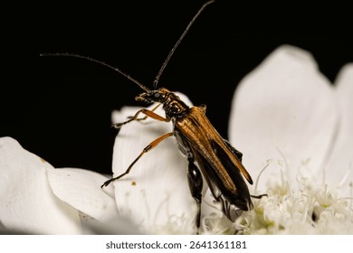 A macro of tiny insect perched on a white flower against a black background