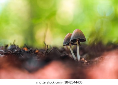 Macro of a tiny mushroom in forest. Shallow depth of field, low to the ground photo. Sunlight and bokeh in the background. Bright green tones
