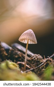 Macro of a tiny mushroom in forest. Shallow depth of field, low to the ground photo. Sunlight and bokeh in the background