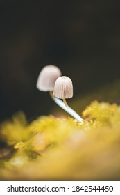 Macro of a tiny mushroom in forest. Shallow depth of field, low to the ground photo. Earthy brown tones