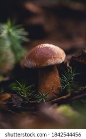 Macro of a tiny mushroom in forest. Shallow depth of field, low to the ground photo. Earthy brown tones
