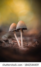 Macro of a tiny mushrooms in forest. Shallow depth of field, low to the ground photo. Sunlight and bokeh in the background