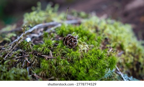 Macro of a tiny Western Hemlock cone on lush green moss in the Pacific Northwest.