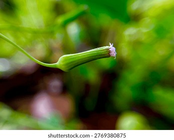 Macro tiny wildflower bud with soft green bokeh background natural plant closeup detail