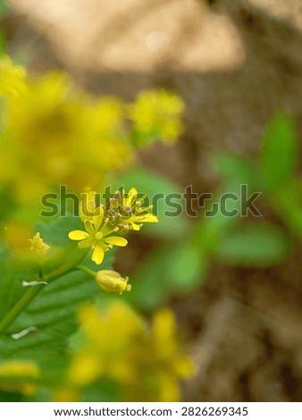 Macro of tiny yellow flower blooming outdoors in spring.