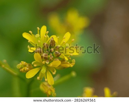 Macro of tiny yellow flower blooming outdoors in spring.