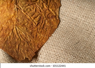 Macro Tobacco Leaf Closeup Thin Focus On A Collection Bag