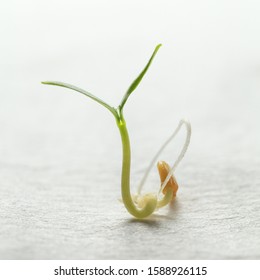 Macro Of Tomato Growing Seed On Absorbent Paper With First Root And Leaves 
