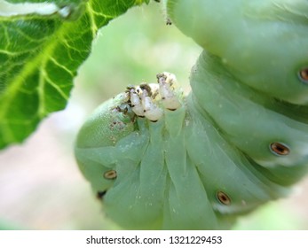 Macro of a Tomato Hornworm - Shutterstock ID 1321229453