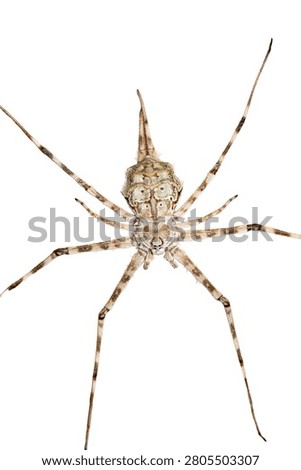 macro top down opposing view of a pale geometric shaped spider on white background