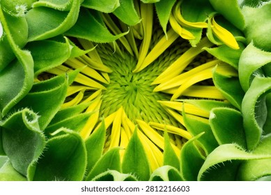 Macro top down view of an unopened sunflower bud with sunflower