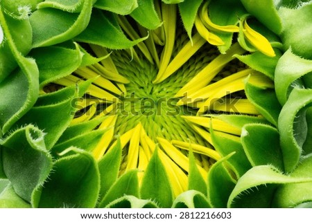 Macro top down view of an unopened sunflower bud with sunflower