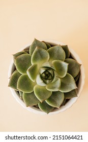 Macro Top View Of Bright Green Succulent Flowers Plant, Cactus With Details On Beige Background With Copy Space. Natural Background With Soft Focus, Flat Lay, Overhead View.