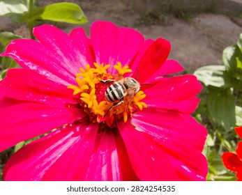 Macro top view of a leafcutter bee collecting pollen on a vibrant magenta pink zinnia elegans flower in the garden.