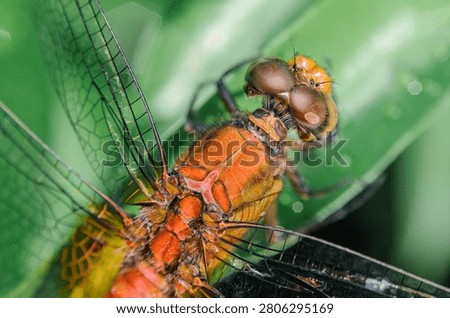 Macro top view of an orange dragonfly resting on a green leaf, showcasing detailed compound eyes, thorax anatomy, and transparent wing venation.