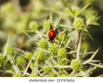 Macro Top View Of A Red Ladybug On The Elytron, In A Green Inflorescence. Ladybug On Green Leaf Background.