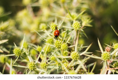 Macro Top View Of A Red Ladybug On The Elytron, In A Green Inflorescence. Ladybug On Green Leaf Background.