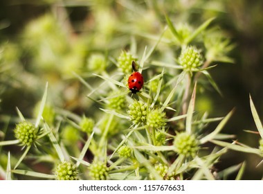 Macro Top View Of A Red Ladybug On The Elytron, In A Green Inflorescence. Ladybug On Green Leaf Background.