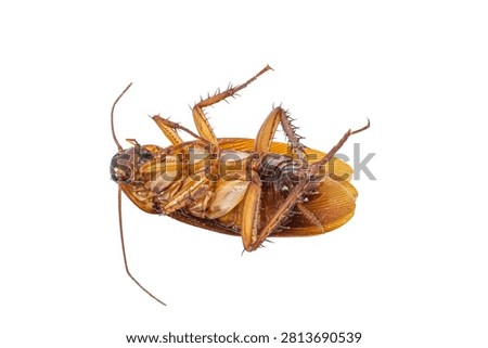 A macro, top-down studio shot shows a dead brown cockroach lying upside down on its back against a seamless, solid white background, revealing the intricate details of its legs and underbelly.