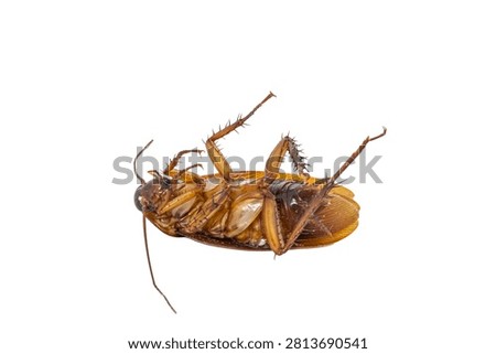 A macro, top-down studio shot shows a dead brown cockroach lying upside down on its back against a seamless, solid white background, revealing the intricate details of its legs and underbelly.