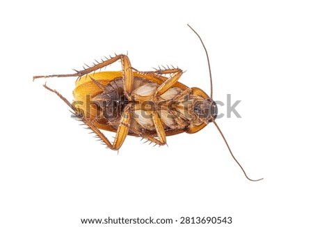 A macro, top-down studio shot shows a dead brown cockroach lying upside down on its back against a seamless, solid white background, revealing the intricate details of its legs and underbelly.