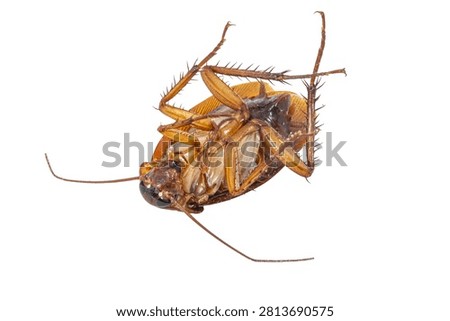 A macro, top-down studio shot shows a dead brown cockroach lying upside down on its back against a seamless, solid white background, revealing the intricate details of its legs and underbelly.