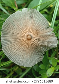Macro top-down view of a delicate Pleated Inkcap mushroom (Parasola plicatilis) with a detailed ribbed cap growing wild among green grass.