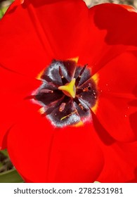 Macro Top-down View of Red Tulip Flower Core Showing Pistil, Stamen, and Pollen Details — Close-up Floral Center of Tulipa Gesneriana Blooming in Spring Public Park Garden