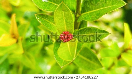 Macro top-down view of tiny red unbloomed Ixora flower buds nestled centrally among bright green geometric leaves