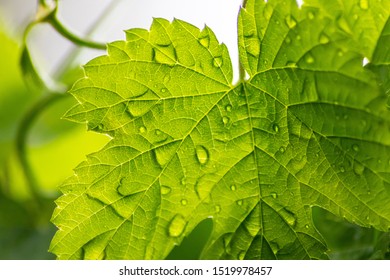 Macro Of A Translucent Green Maple Leaf With Rain Drops After A Rainy Day Is The Perfect Chlorophyll Study Object For Biology And Bio-chemical Analysis For Pupils, Students And Teachers At School