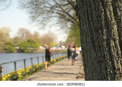 macro tree with bokeh background and light 