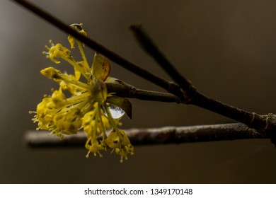 macro tree branch