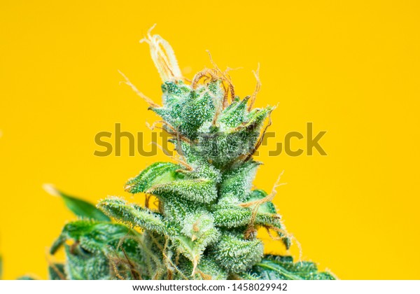 マクロなトリコーム大麻 マリファナの芽の接写 インディカの花 Cbd Thcインポート 細部には新鮮な緑の雑草 黄色い背景に の写真素材 今すぐ編集