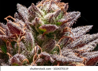 Macro of trichomes on marijuana flower