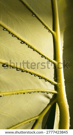Macro Tropical Green Leaf Texture with Water Droplets