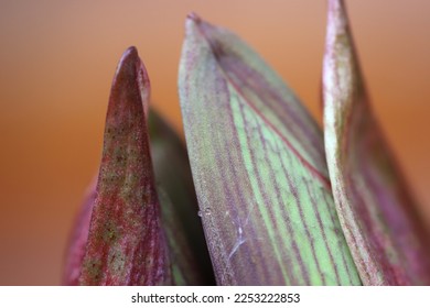 Macro of a tropical plant in Costa Rica - Shutterstock ID 2253222853