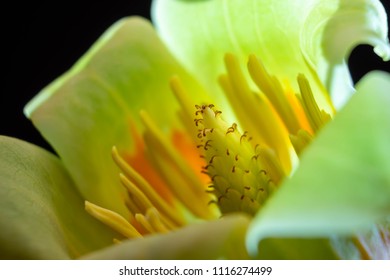 Macro Of A Tulip Poplar Flower